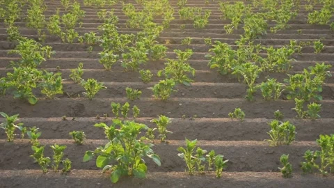 Potato field, summer evening Stock Footage 133027856