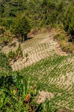 Potato fields Stock Photos