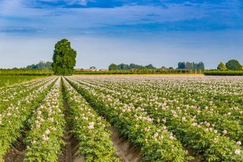 Potato fields Stock Photos