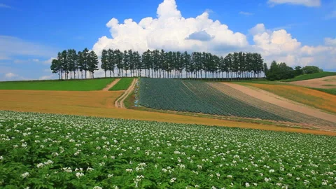 Potato Fields, Red Barley Fields (Takune), Groves, and Cumulus Clouds Vídeo Stock 330448525