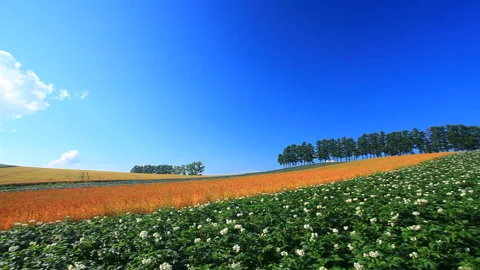 Potato Fields, Red Wheat Fields (Takune), Groves, and Sunbeams 動画素材 330448548
