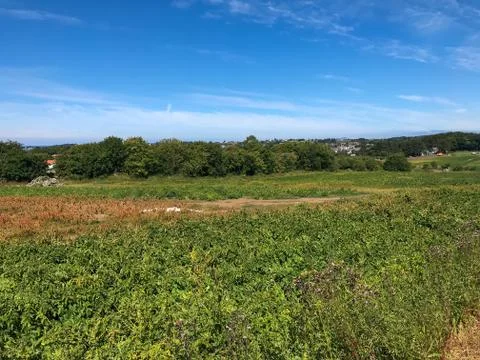 Potato fields that should be ready to eat Stock Photos