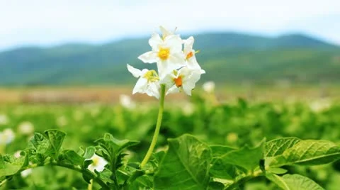 Potato flower on the field close-up Video stock 10793297