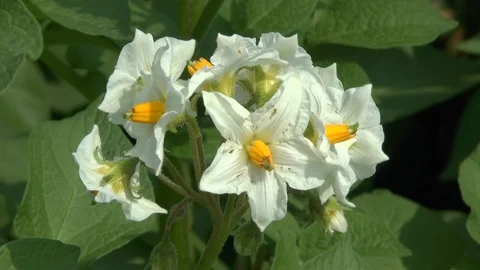 Potato flower on field Stock Footage 86055603