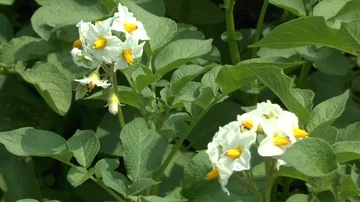 Potato flower on field Stock Footage 86055608