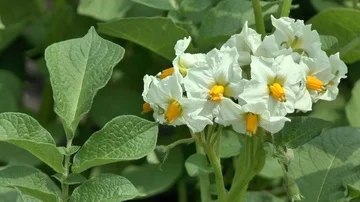 Potato flower on field Stock Footage 86055775