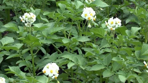 Potato flower on field Stock Footage 86055960