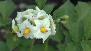 Potato flower on field Stock Footage 86056078