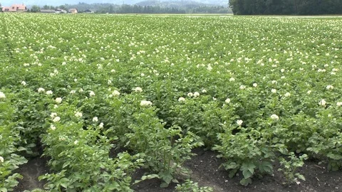 Potato flower on field Stock Footage 86056635