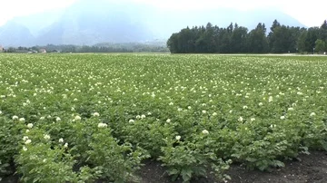 Potato flower on field Stock Footage 86056743