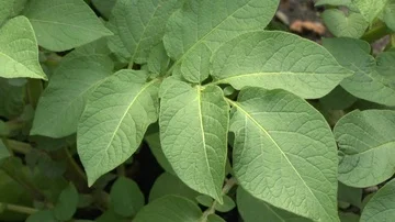 Potato flower on field Stock Footage 86056746