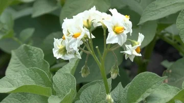 Potato flower on field Stock Footage 86056811