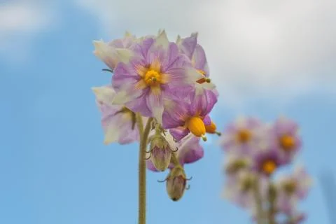 Potato flower Stock Photos