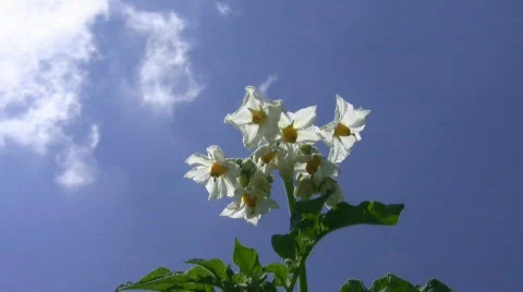 Potato flowering. Stock Footage 513113