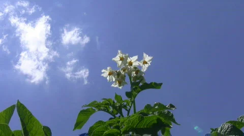 Potato flowering. Видео 513890