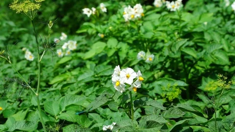 Potato Flowers Video stock 92127738