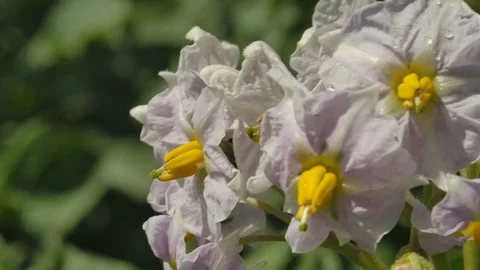 Potato flowers Stock Footage 125055975