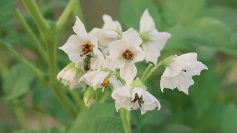 Potato Flowers with Pollinating Bee in Vegetable Garden Stock Footage 342137228