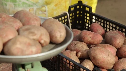 Potato. Stock Footage 74522772