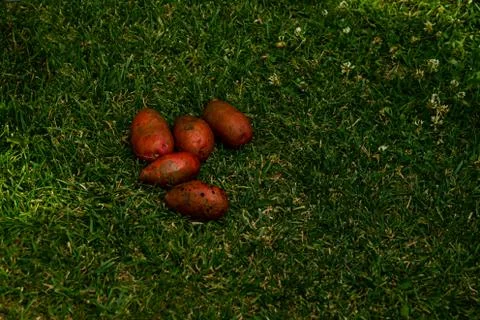 Potato on the grass Stock Photos