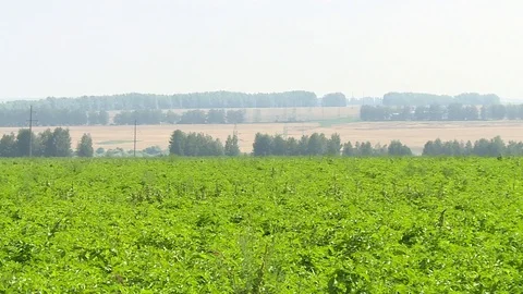 Potato Growing On Plantations 4 Stock Footage 116721753