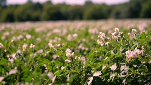 Potato growing on plantations. Rows of green, flowering potato bushes grow on Stock Footage 112660603