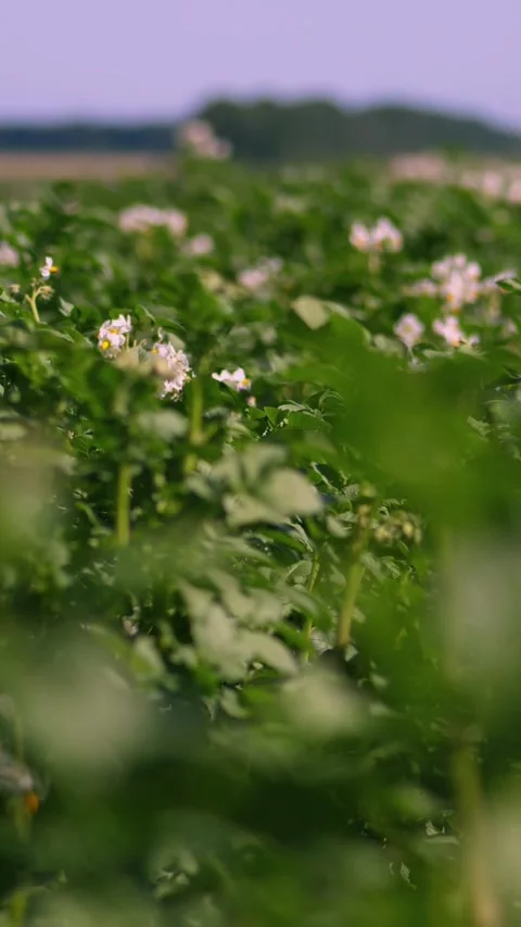 Potato growing on plantations. Rows of green, flowering potato bushes grow on Stock Footage 313986161