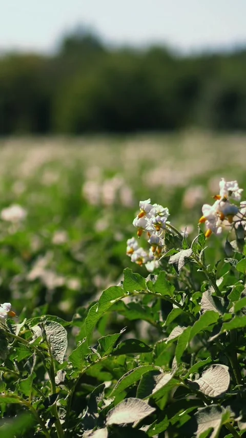 Potato growing on plantations. Rows of green, flowering potato bushes grow on Stock Footage 314237267