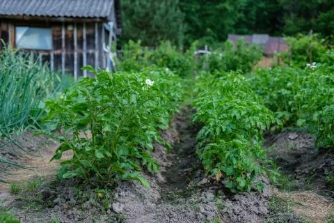 Potato grows in the garden. Stock Photos