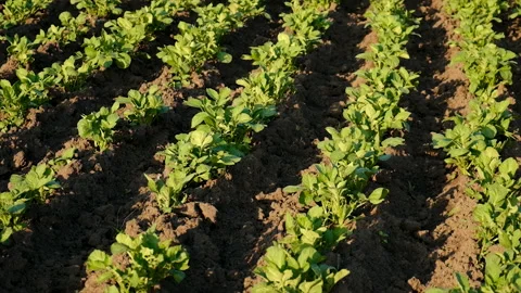 Potato grows in the garden. Selective focus. Stock Footage 218352639