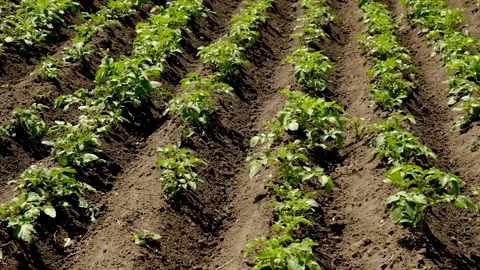 Potato grows in the garden. Selective focus. Stock Footage 219949115