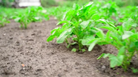 Potato grows in the soil close-up. Rapid camera movement along a bed with a Stock Footage 202267195