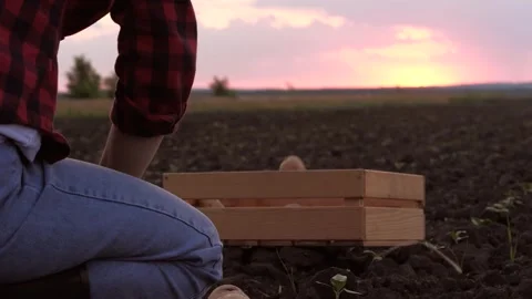 Potato hand box harvest, potato hand sunset, agriculture business, vegetables Stock Footage 245584798