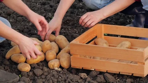 Potato hand, box picking potatoes with hands, agriculture business, vegetables Stock Footage 244305350