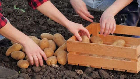 Potato hand, box picking potatoes with hands, agriculture business, vegetables Stock Footage 244550058