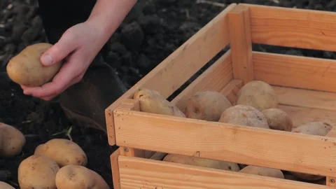 Potato hand, box picking potatoes witroots growing outdoors time garden fruits Stock Footage 245862626