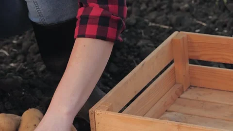 Potato hand, box picking potatoes with hands, agriculture business, vegetables Stock Footage 246843073