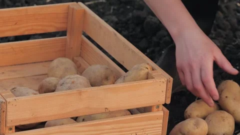 Potato hand, box picking potatoes with hands, agriculture business, vegetables Stock Footage 247857801