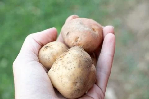 Potato in hand Stock Photos