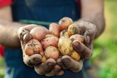Potato in hands of a farmer Stock Photos