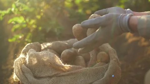 Potato harvest close up, fresh organic potatoes in the field. Stock Footage 157384874