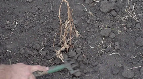 Potato harvest Stock Footage 54067072