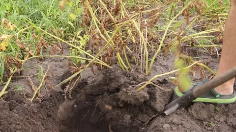 Potato harvest Stock Footage 170449188
