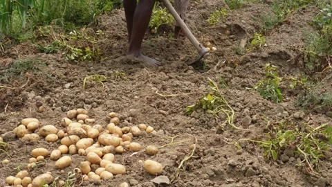 Potato Harvest 库存影片 333920238