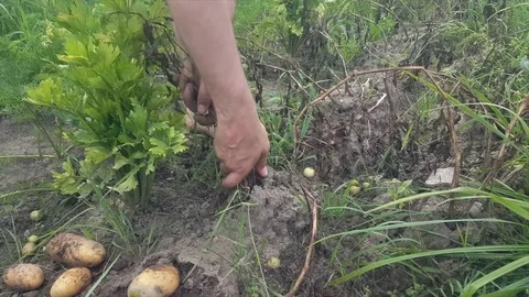 Potato harvest, man’s hands remove potatoes from plant, celery plants, soil 스톡 동영상 78710995