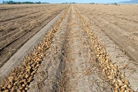 Potato harvest Stock Photos