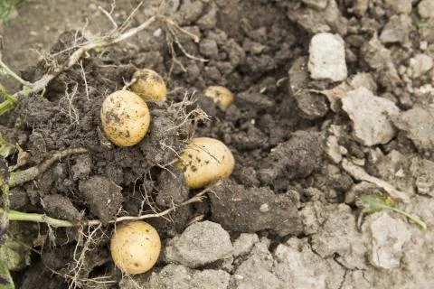 Potato harvest Stock Photos