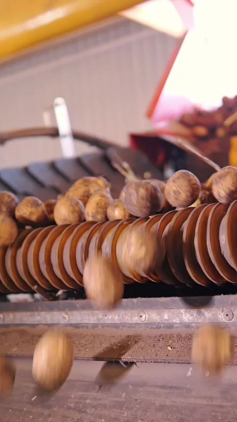 Potato harvesting. close-up. automatic, machine cleaning of freshly harvested Stock Footage 313242792