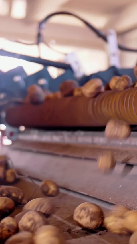 Potato harvesting. close-up. automatic, machine cleaning of freshly harvested Stock-Footage 313346450