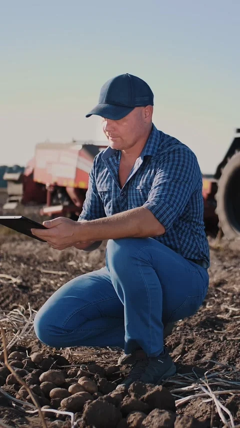 Potato harvesting. farmer using digital tablet. on farm field, on farm machinery Stock Footage 311644484